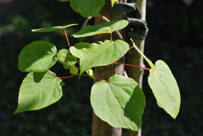 Idesia polycarpa - idesie mnohoplodá - listy